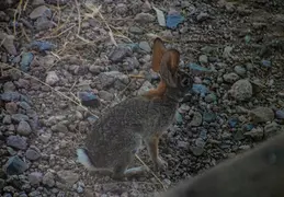 Roadrunner 20230731 12