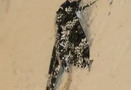 Rustic Sphinx Moth 01