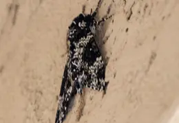 Rustic Sphinx Moth 02