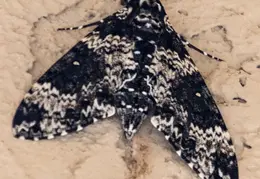 Rustic Sphinx Moth 03