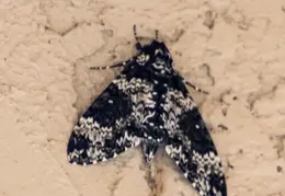 Rustic Sphinx Moth 04