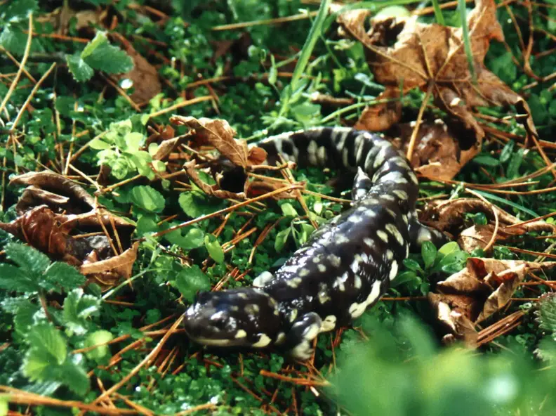 Salamander.webp