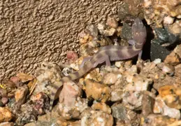 Salamander 20230607 02