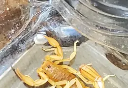 Scorpion 20230922 01