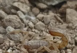 Scorpion 20230922 04