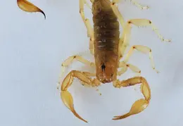 Scorpion 20240921 144743