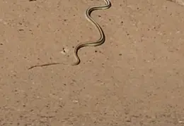 Small Snake on EN Walk 20231028 02