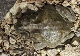 Sonoran Toad 20250817