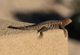 Sphiny Lizard 20230624 01