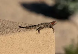 Sphiny Lizard 20230624 02