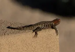 Sphiny Lizard 20230624 03