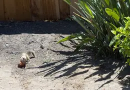 Squirrel July 2013 1