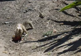 Squirrel July 2013 2