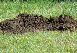 Ground Squirrel October 2014 1