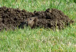 Ground Squirrel October 2014 2
