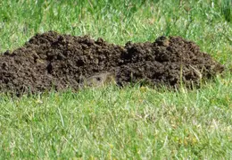 Ground Squirrel October 2014 3