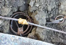 Ground Squirrel October 2014 6