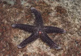Starfish 01