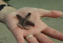 Starfish 03