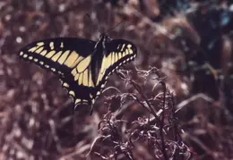 Swordtail Butterfly