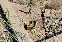 Tarantula Hawk 20231008 01