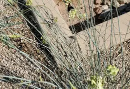 Tarantula Hawk 20231008 02