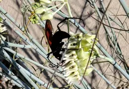 Tarantula Hawk 20231008 03
