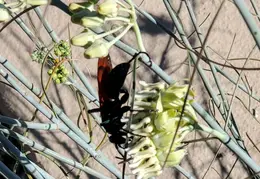 Tarantula Hawk 20231008 04