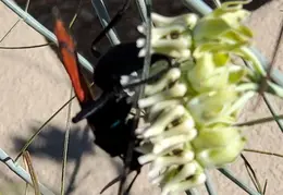Tarantula Hawk 20231008 05