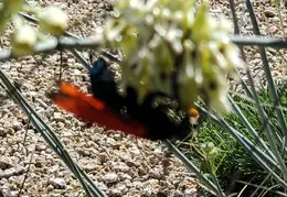 Tarantula Hawk 20231008 06