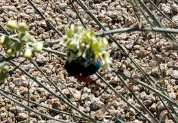 Tarantula Hawk 20231008 07
