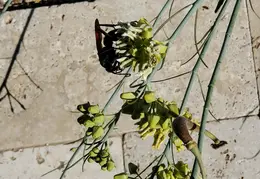 Tarantula Hawk 20231008 08