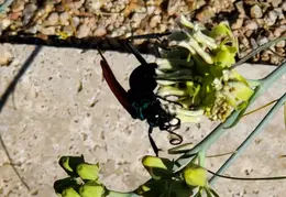 Tarantula Hawk 20231008 09