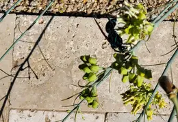 Tarantula Hawk 20231008 10