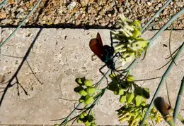 Tarantula Hawk 20231008 11