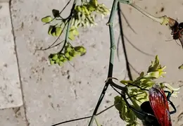 Tarantula Hawk 20231008 12