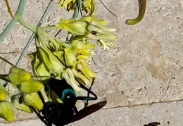 Tarantula Hawk 20231008 13