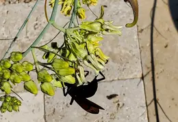 Tarantula Hawk 20231008 14