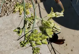 Tarantula Hawk 20231008 15