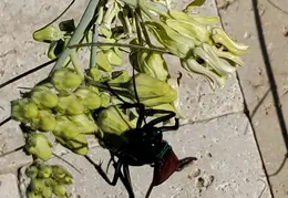 Tarantula Hawk 20231008 16