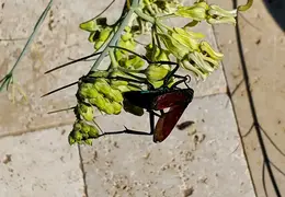 Tarantula Hawk 20231008 17