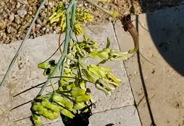 Tarantula Hawk 20231008 18