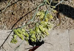 Tarantula Hawk 20231008 19