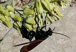 Tarantula Hawk 20231008 20