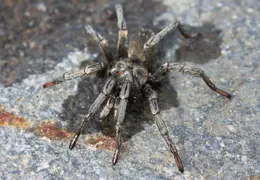 Tarantula Rescued From Pool 20140130 2