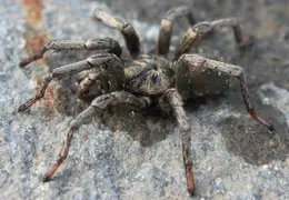 Tarantula Rescued From Pool 20140130 3