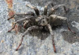 Tarantula Rescued From Pool 20140130 4