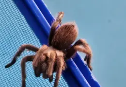 Tarantula Rescued From Pool 20250322 02