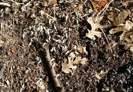 Termite Swarms 20161015 01