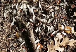 Termite Swarms 20161015 02